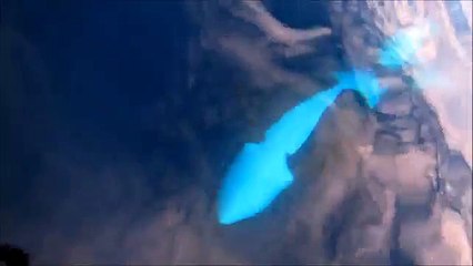 Deux pêcheurs font la rencontre d'un orque