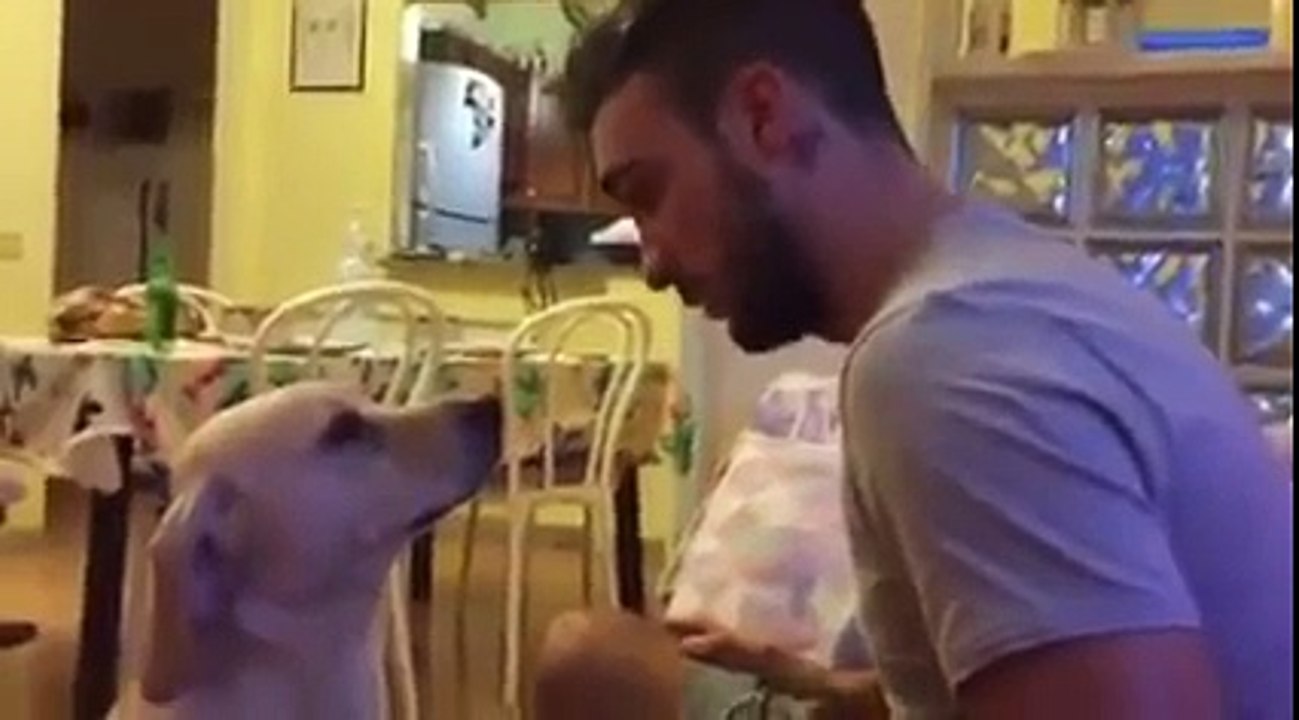 Dog desperately asking for forgiveness.