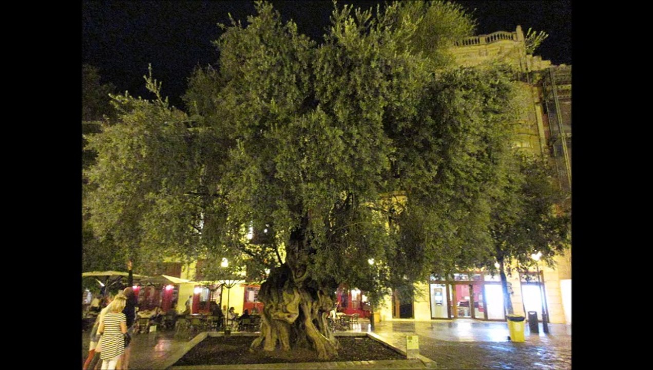 Visite de Majorque la nuit