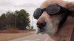 Chilled Retriever Goes for a Drive With Her Doggy Goggles