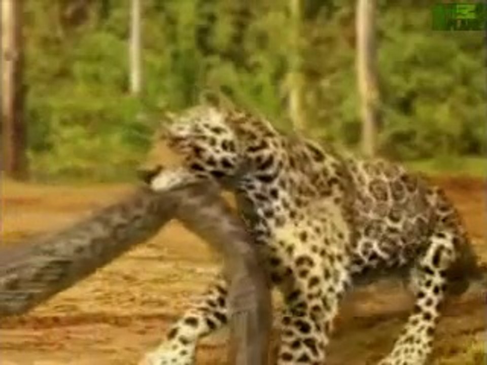 Animal Face-Off: Anaconda vs. Jaguar - amazing video must watch - video  Dailymotion