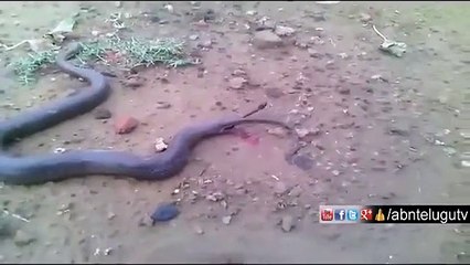 İşte Bir Yılanın Canlı Doğum Anı