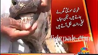 Artifical Teeth found planted in sacrificial animals in Karachi cattle Market
