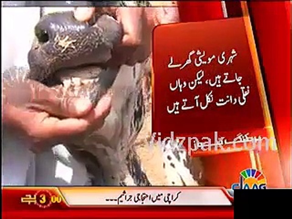Artifical Teeth found planted in sacrificial animals in Karachi cattle Market