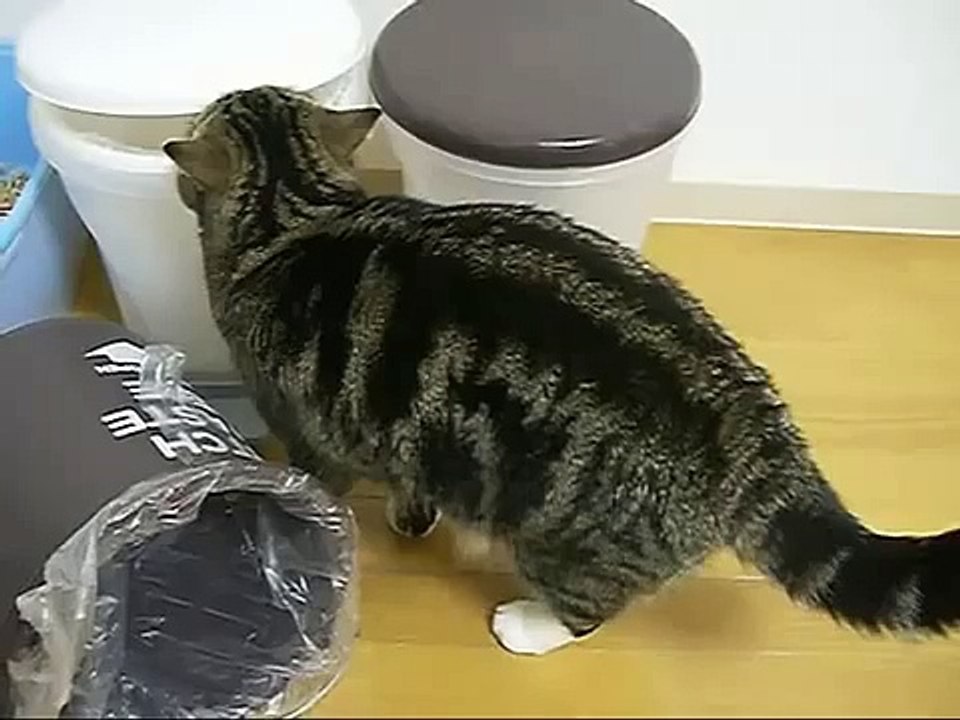 Cat plays in garbage can