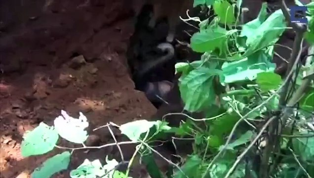 Sauvetage d'un éléphant bloqué cinq heures dans un puits en Inde.