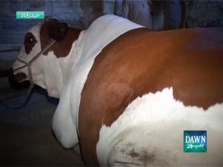 Demanding Rs. 4 Million for 'Asia No 1' Sacrificial Bull, Still No Premier