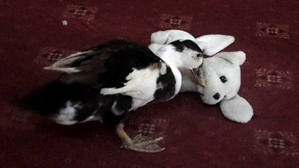 Funny Duck Playing With Dog(Toy)