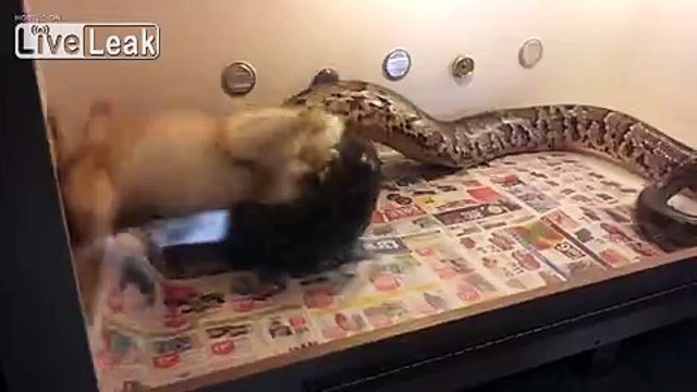 **Burmese Python Constricts Rabbit** [HQ]