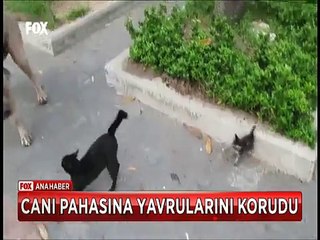 Cesur anne kedi dev köpekten yavrusunu canı pahasına böyle korudu