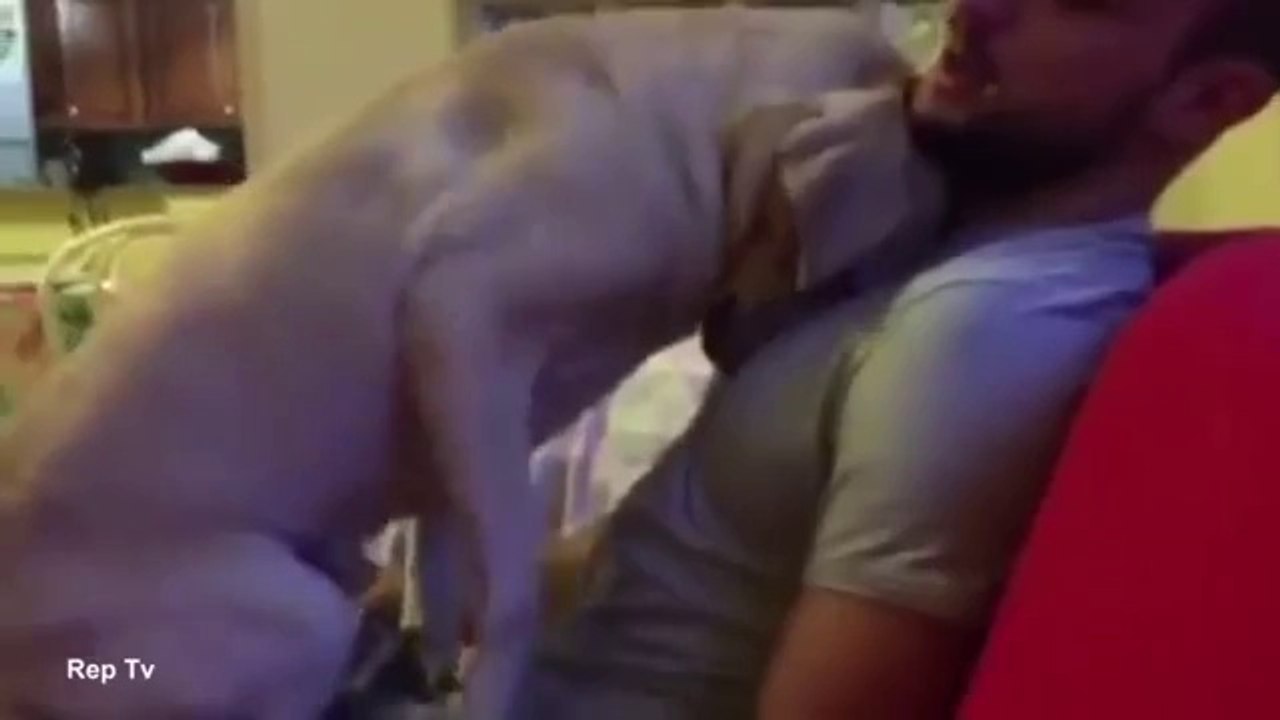 Adorable Moment A Guilty Dog gives its owner a hug and whimpers after it gets a telling off