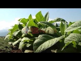 Duhani i Dumresë, Drejtorja e Doganave: Çdo kultivues duhet të formalizohet- Ora News