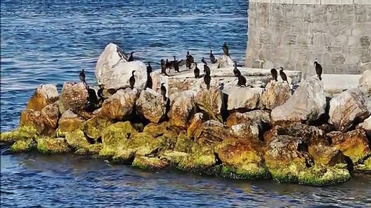 Behiye AKSOY   Artık Yeşerecek Bir Dalım Yok