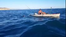 Dramatic video captured a hammerhead shark acting aggressively toward a kayaker