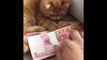 Funny Cat protecting money. Cat know importance of money