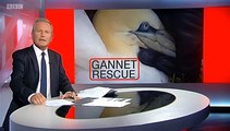 BBC Look North (East Yorkshire and Lincolnshire) 17Sep15  - Gannet Rescue at Bempton in East Yorkshire