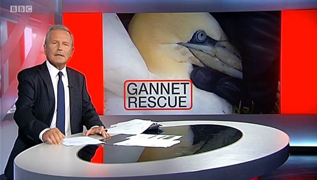 BBC Look North (East Yorkshire and Lincolnshire) 17Sep15 - Gannet Rescue at Bempton in East Yorkshire