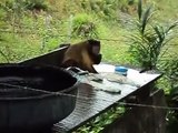 Monkey laundry washing and cleaning - (Çamaşır Yıkayan Maymun)