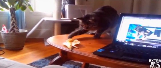 LUSTIGE VIDÉOS FAIL Compilation