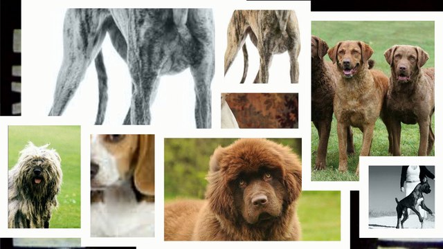 Large Dog Breeds Thats OK To Have Around Infants