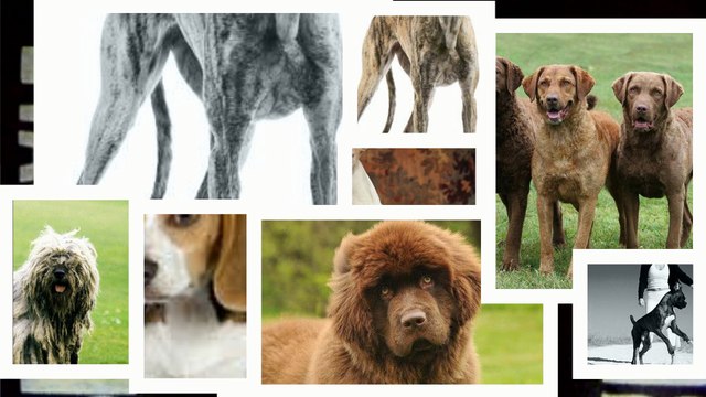 Large Dog Breeds To Have Around Kids