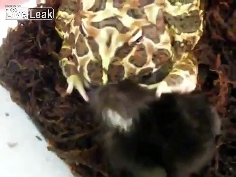 **BRUTAL FROG VS CHICKEN** -LIVE FEEDING-