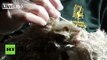 UK: Is any animal cuter than the pygmy slow loris?
