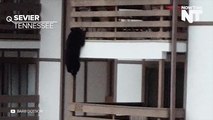 Impressive Bear Climbs Down Three Floors