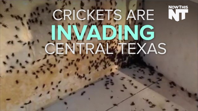Crickets Are Invading Central Texas
