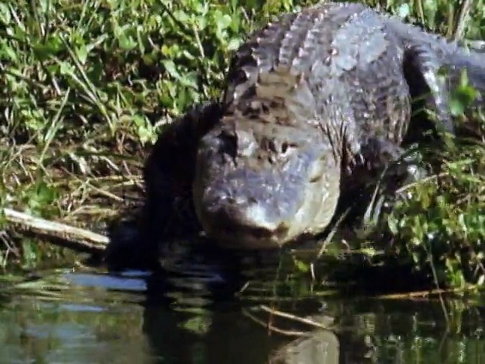 Animal Face Off Videos