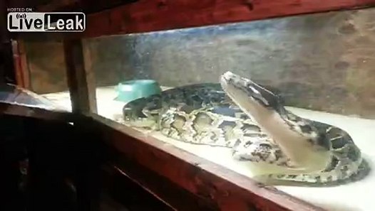**Burmese Python Constricting a Pig!** (WARNING) - video dailymotion
