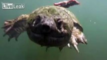 When Snapping Turtles Attack -- Get Out of my Pond