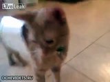 This Cat has a cool trick....