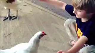 A chicken walks into a childs hug..