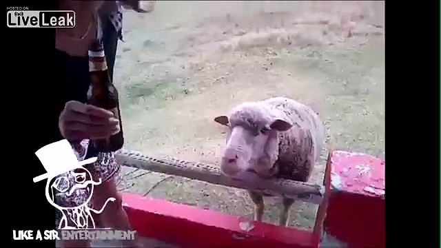 Sheep Drinking Beer