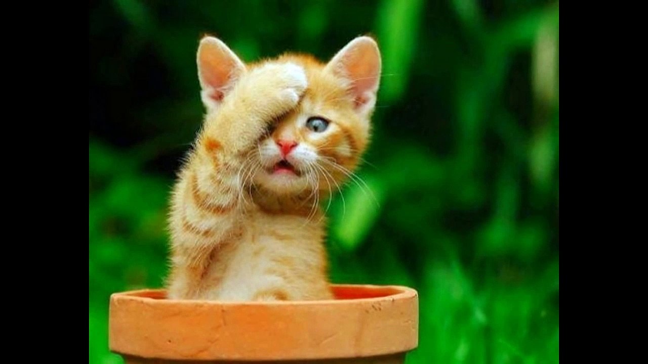 Regarder des vidéos drôles 2015 - vidéos drôles 2015