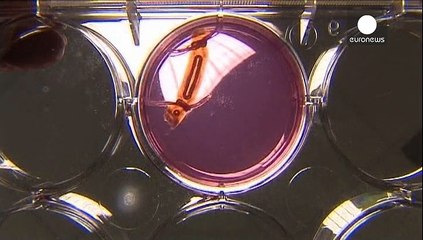 شركة كاليستام الفرنسية تعلن عن نجاحها في تحضيرحيوانات منوية في المختبر