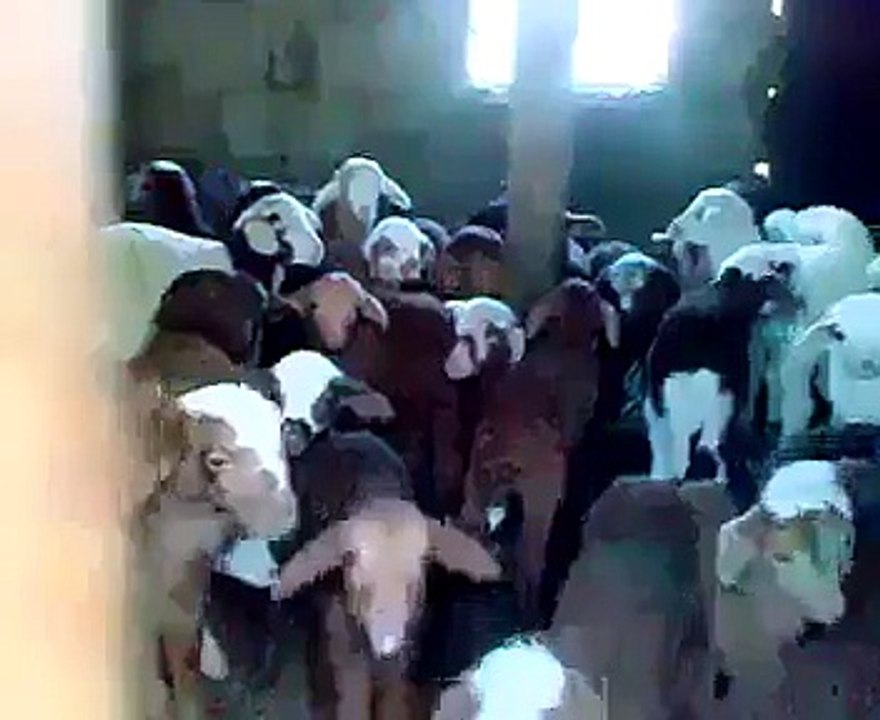 When you act like a teacher with goats :)