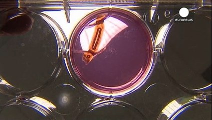 Kısırlık tedavisinde dönüm noktası: Laboratuvarda insan spermi üretildi