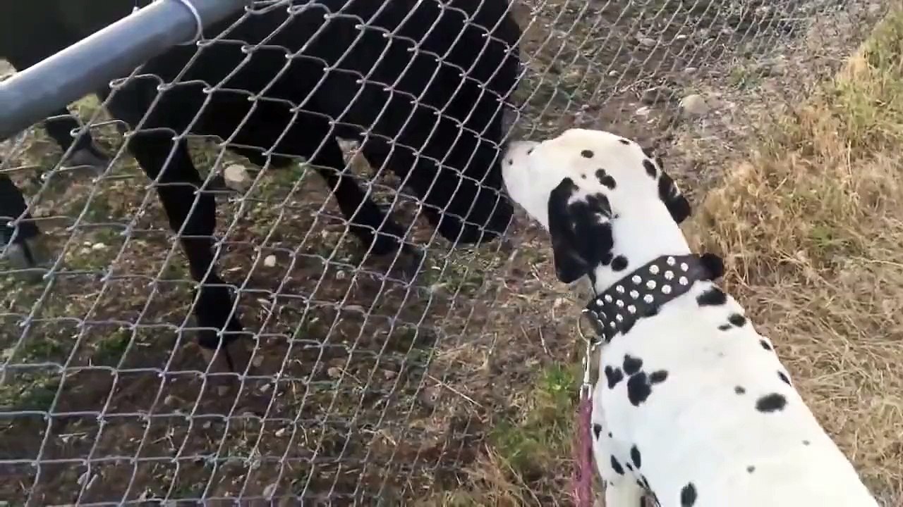 2 vaches veulent jouer avec un dalmatien.