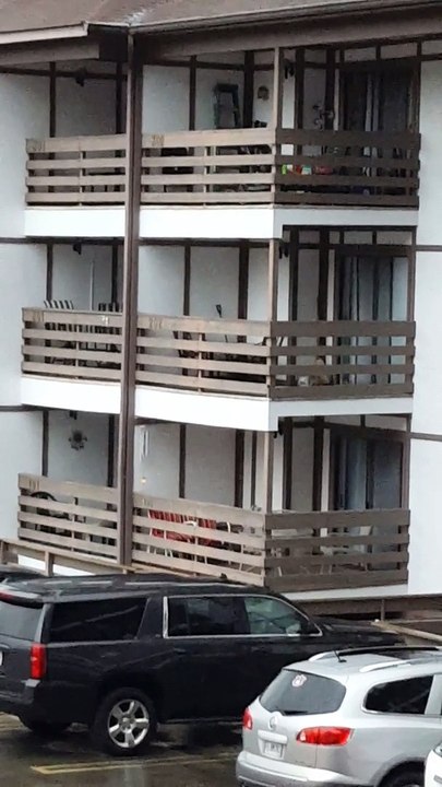 Young Bear escapes from 3 story Building climbing down