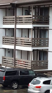 Young Bear escapes from 3 story Building climbing down