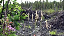 مجموعات من السكان الاصليين في كندا يكافحون من اجل حماية غاباتهم
