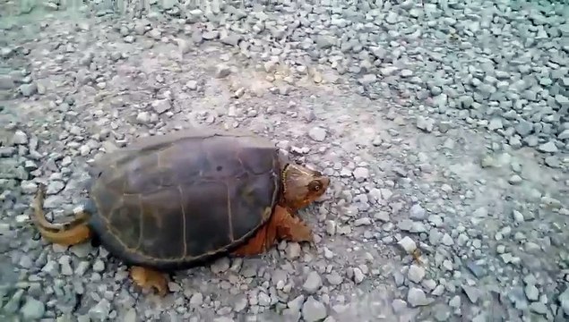 DO NOT mess with this turtle! Snapping turtle in scary attack _ Daily Mail Online