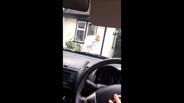 Cat VS Car Honk... just hilarious!