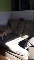 Un jeune coyote surexcité monté sur ressort