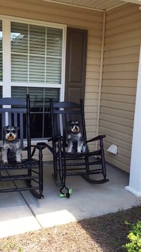 Ce chien a pris la place de mamie sur son Rocking Chair et se balance comme elle!