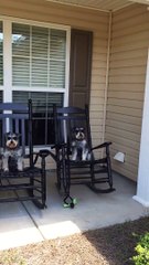 Suspicious Terrier In A Rocking Chair Is So So funny