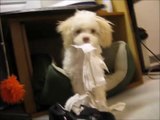 Funny dog gets caught eating toilet Paper and attacks camera