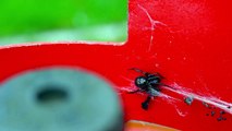 Man finds false widow next to gas bottle handle